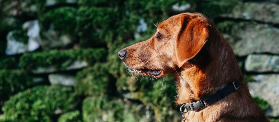 DogportraitYorkshire-featured