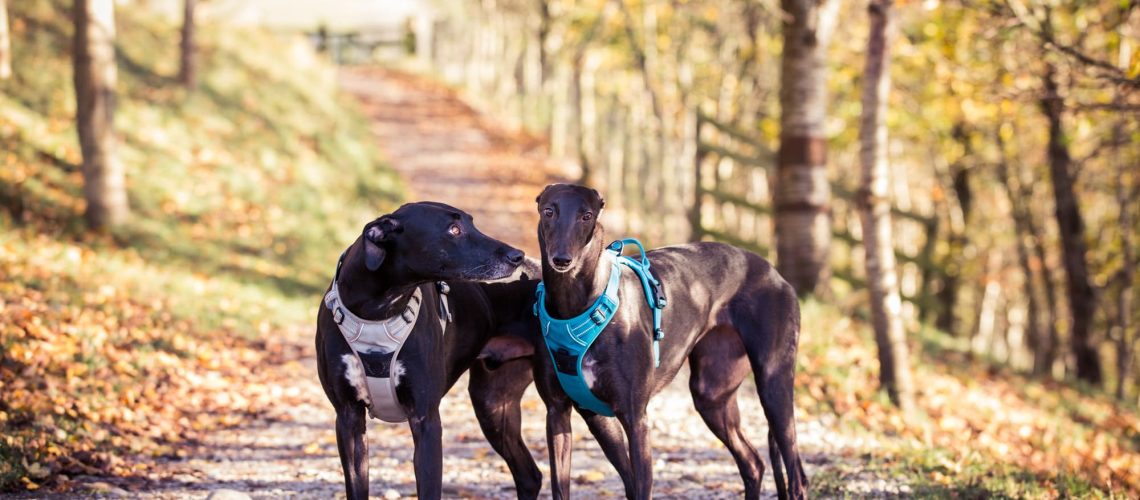 NorthYorkshireDogPhotography-featured